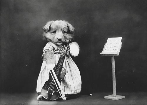 Chùm ảnh những chú chó và mèo tái hiện cuộc sống con người.