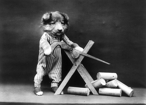 Chùm ảnh những chú chó và mèo tái hiện cuộc sống con người.