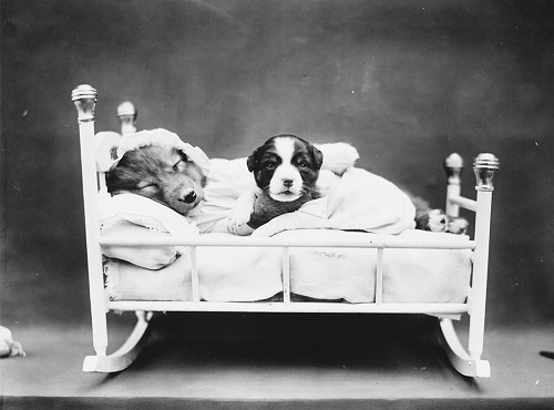 Chùm ảnh những chú chó và mèo tái hiện cuộc sống con người.