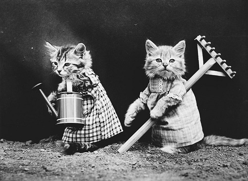 Chùm ảnh những chú chó và mèo tái hiện cuộc sống con người.