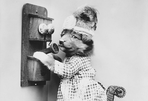 Chùm ảnh những chú chó và mèo tái hiện cuộc sống con người.