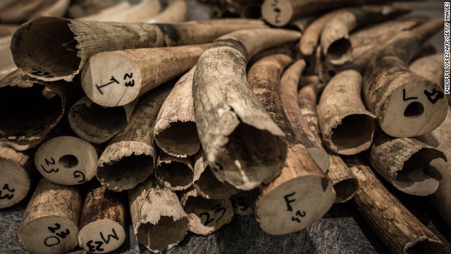 Hồng Kông tiêu hủy kho ngà voi lớn nhất thế giới