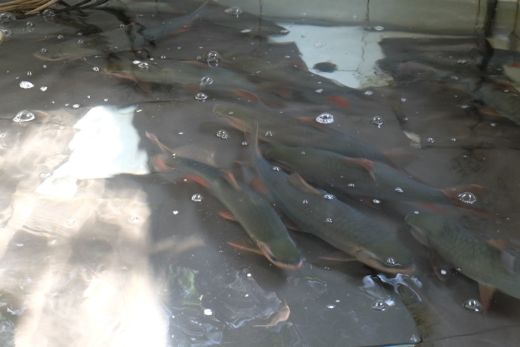 Vào Tây Nguyên săn cá tiến vua về Hà Nội nhậu