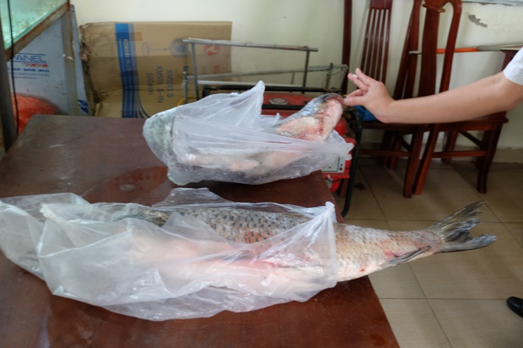 Vào Tây Nguyên săn cá tiến vua về Hà Nội nhậu