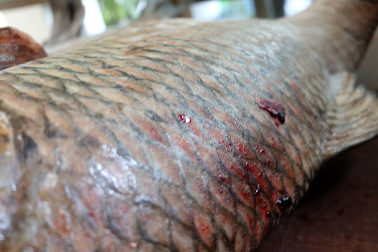 Vào Tây Nguyên săn cá tiến vua về Hà Nội nhậu