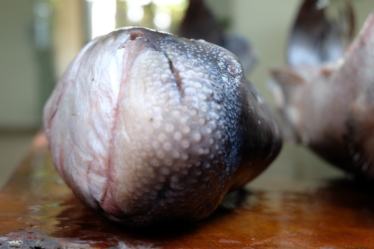 Vào Tây Nguyên săn cá tiến vua về Hà Nội nhậu