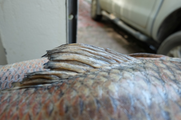 Vào Tây Nguyên săn cá tiến vua về Hà Nội nhậu