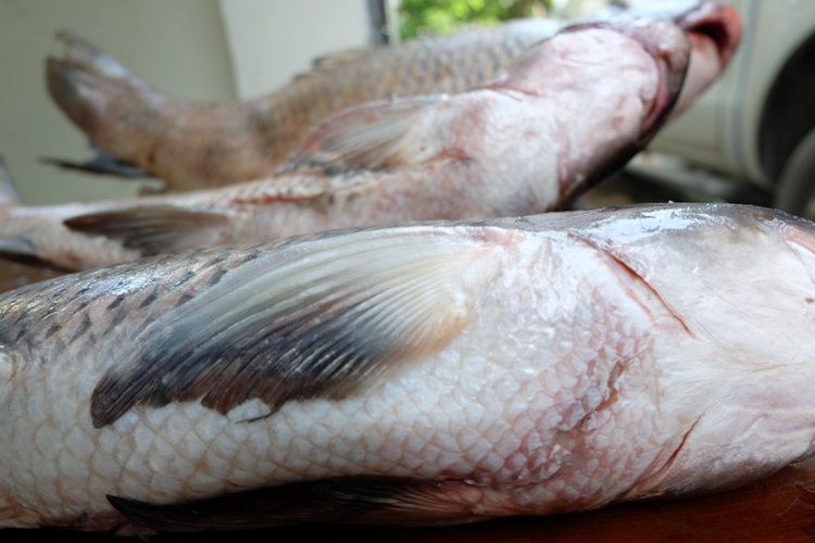 Vào Tây Nguyên săn cá tiến vua về Hà Nội nhậu