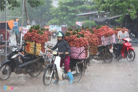 Hàng nghìn xe chở vải làm ùn tắc quốc lộ
