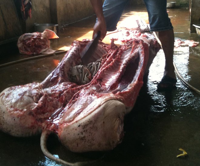 Thịt lợn chết “lết” từ lò mổ tới bàn ăn