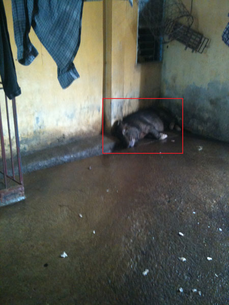 Thịt lợn chết “lết” từ lò mổ tới bàn ăn