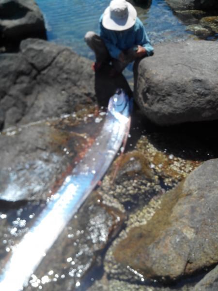 “Thủy quái” 4,2m giống rồng đã được xẻ thịt “Thủy quái” 4,2m giống rồng đã được xẻ thịt