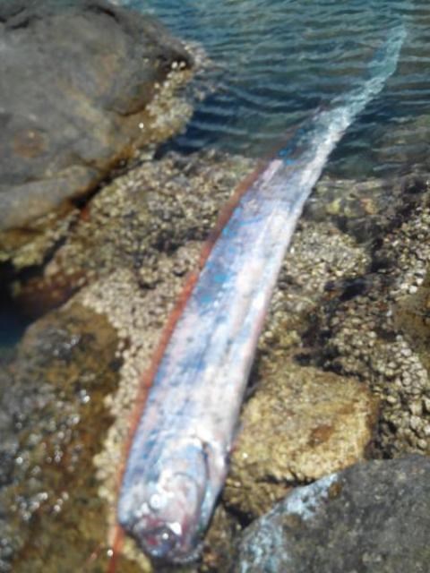 “Thủy quái” 4,2m giống rồng đã được xẻ thịt “Thủy quái” 4,2m giống rồng đã được xẻ thịt