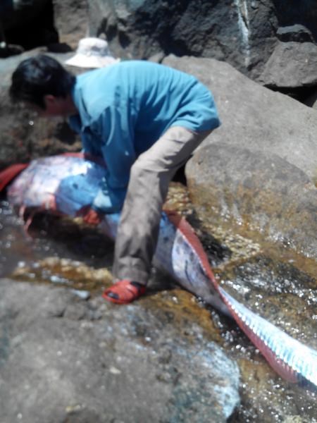 “Thủy quái” 4,2m giống rồng đã được xẻ thịt “Thủy quái” 4,2m giống rồng đã được xẻ thịt