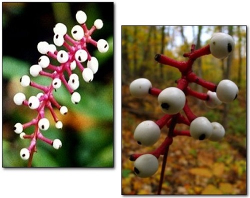 Những thực vật kỳ dị nhất hành tinh Những thực vật kỳ dị nhất hành tinh