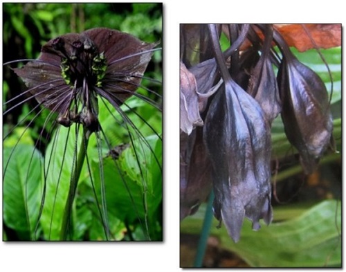 Những thực vật kỳ dị nhất hành tinh Những thực vật kỳ dị nhất hành tinh