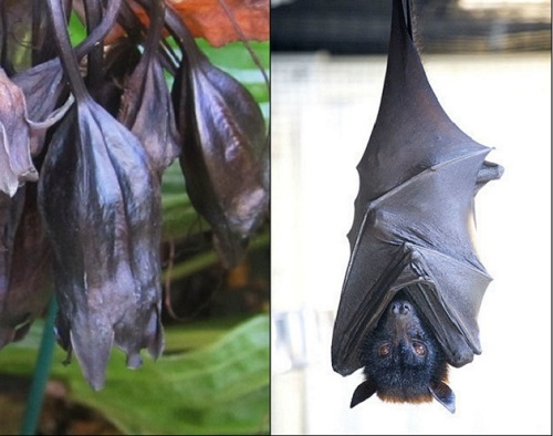 Những thực vật kỳ dị nhất hành tinh Những thực vật kỳ dị nhất hành tinh