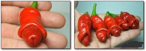 Những thực vật kỳ dị nhất hành tinh Những thực vật kỳ dị nhất hành tinh