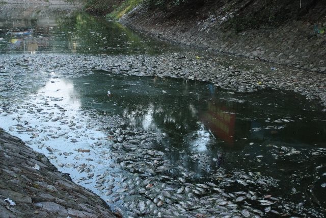 Kỳ lạ hiện tượng cá chết nổi trắng hồ Thiền Quang Kỳ lạ hiện tượng cá chết nổi trắng hồ Thiền Quang