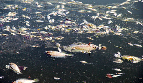 Kỳ lạ hiện tượng cá chết nổi trắng hồ Thiền Quang Kỳ lạ hiện tượng cá chết nổi trắng hồ Thiền Quang