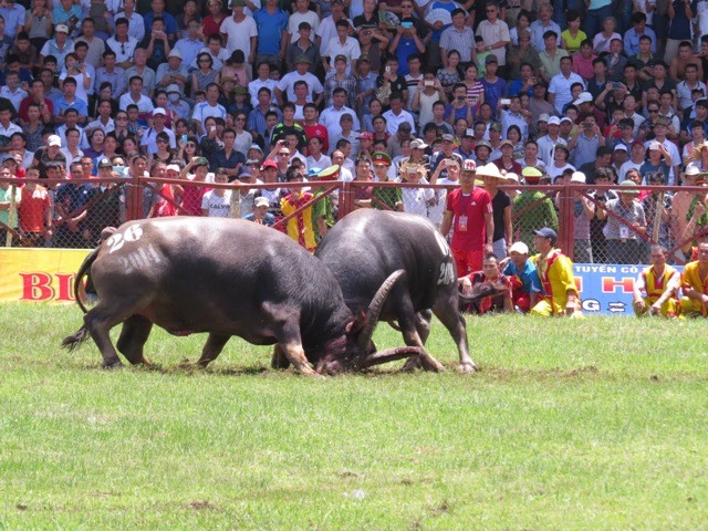 Những hình ảnh ấn tượng của Lễ hội Chọi trâu Đồ Sơn 2014