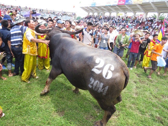 Những hình ảnh ấn tượng của Lễ hội Chọi trâu Đồ Sơn 2014