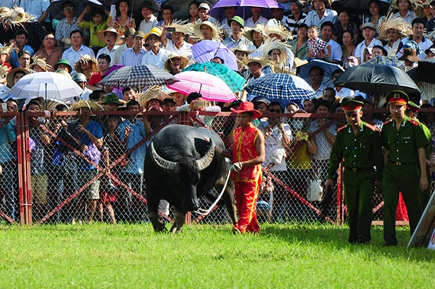 Những hình ảnh ấn tượng của Lễ hội Chọi trâu Đồ Sơn 2014
