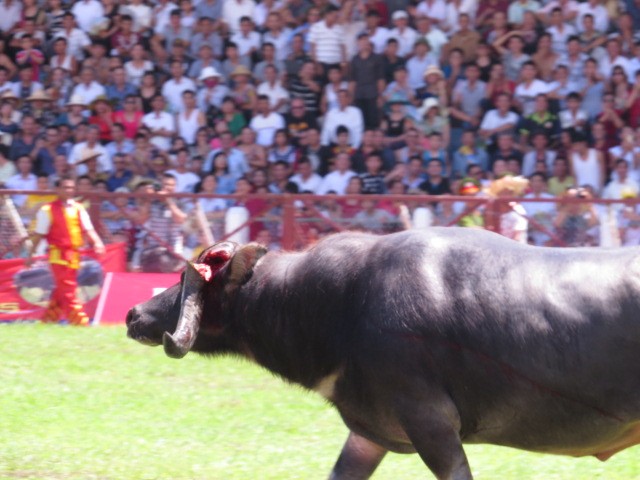 Những hình ảnh ấn tượng của Lễ hội Chọi trâu Đồ Sơn 2014