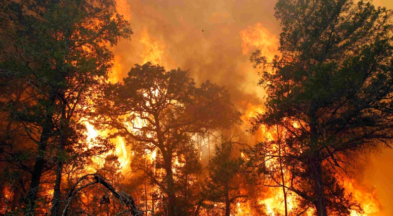 Cháy lớn thiêu rụi 14 ha rừng tràm do tàn thuốc