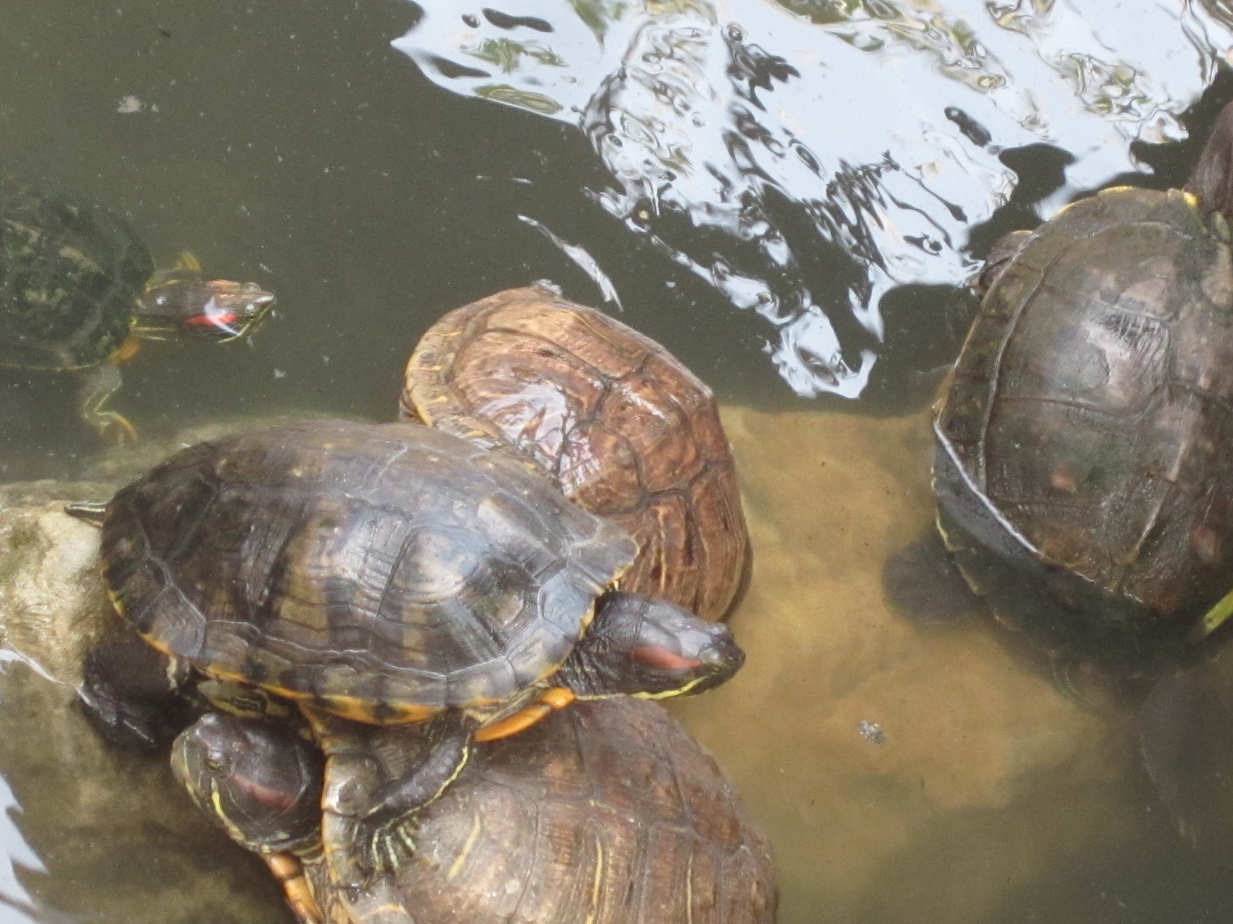 Mất cân bằng sinh thái bởi sinh vật ngoại lai