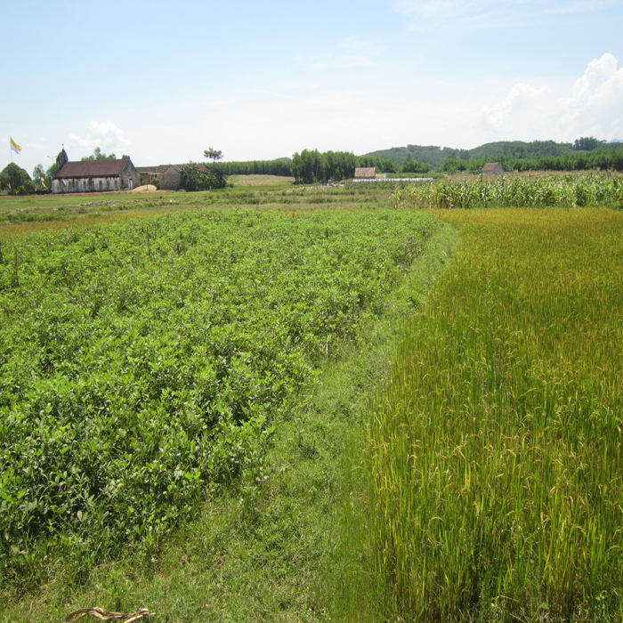(bgiay)Lao đao vì doanh nghiệp thu mua bỏ trốn,nông dân “tố” bị x (bgiay)Lao đao vì doanh nghiệp thu mua bỏ trốn,nông dân “tố” bị x
