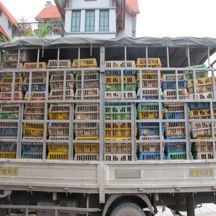 (bgiay)Thâm nhập đường đi, cận cảnh thủ đoạn buôn lậu ở vùng biên