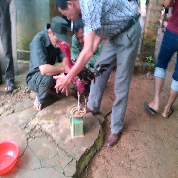 (bgiays)Bí mật về những trận chiến sinh tử trong trường gà (bgiays)Bí mật về những trận chiến sinh tử trong trường gà