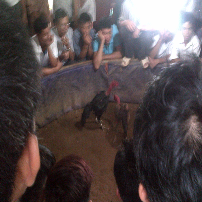 (bgiay)Cận cảnh những trận chiến sinh tử trong trường gà 