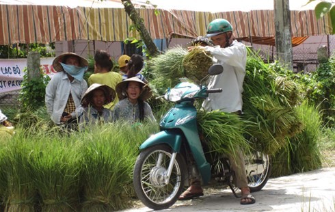 Chợ cỏ họp giữa trưa độc nhất vô nhị ở miền Tây