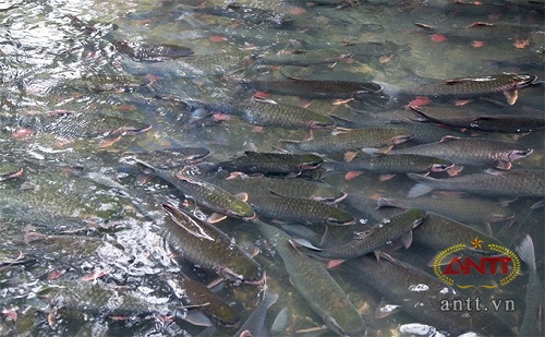 Xây thủy điện 1.100 tỷ bên suối cá thần Cẩm Thủy