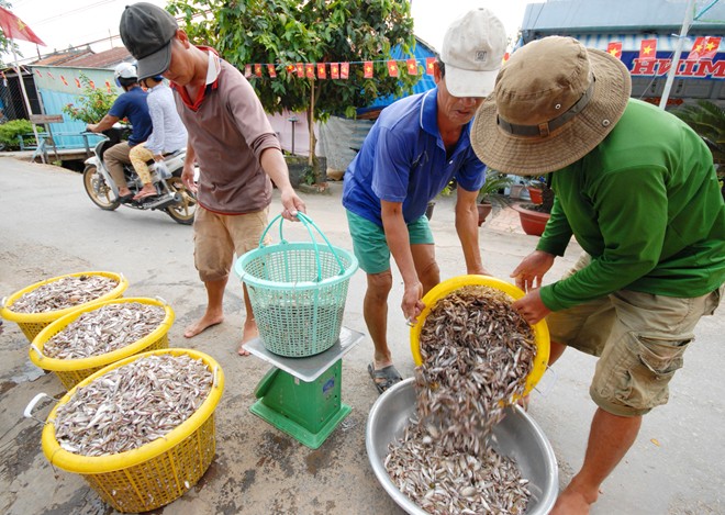 Nuôi cá lóc bông thu nhập trên 100 triệu đồng ở miền Tây Nuôi cá lóc bông thu nhập trên 100 triệu đồng ở miền Tây