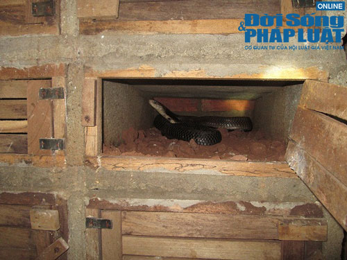 Kỳ 1: Mục sở thị “vương quốc”của “đại xà”