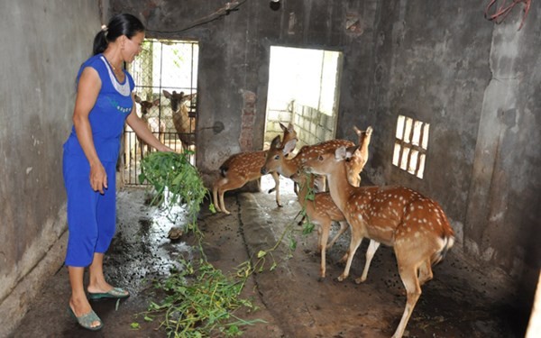 Chán làm ruộng, chuyển nuôi hươu thu hàng trăm triệu đồng