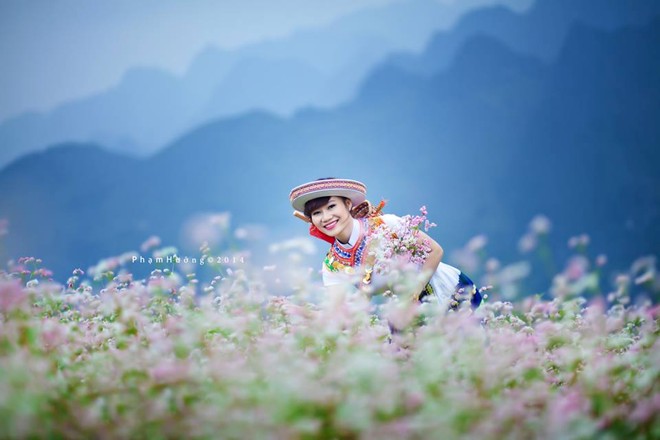 Thu lợi từ loài hoa dùng để phục vụ nấu rượu, chăn nuôi