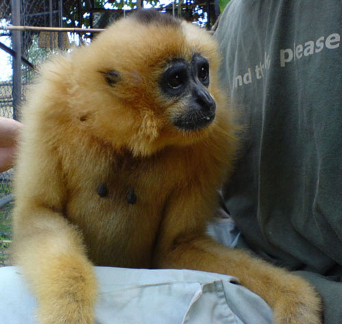 Cận cảnh động vật quý hiếm trong khu du lịch Đại Nam