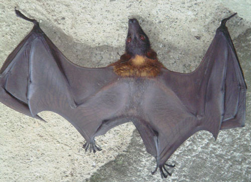 Cận cảnh động vật quý hiếm trong khu du lịch Đại Nam