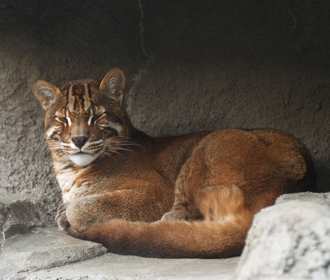 Cận cảnh động vật quý hiếm trong khu du lịch Đại Nam