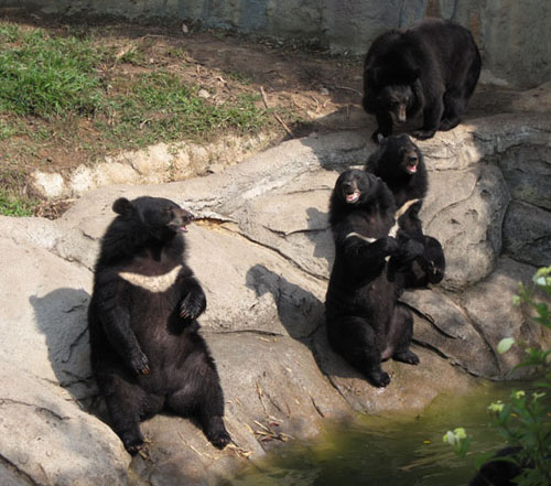 Cận cảnh động vật quý hiếm trong khu du lịch Đại Nam