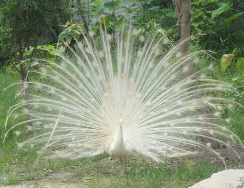 Cận cảnh động vật quý hiếm trong khu du lịch Đại Nam