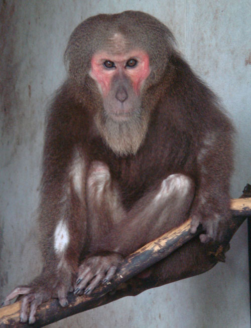 Cận cảnh động vật quý hiếm trong khu du lịch Đại Nam