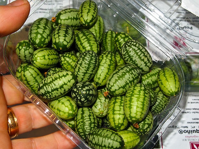 20.000 đồng/hạt giống dưa hấu tí hon