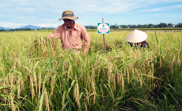 Lương viện trưởng thua công nhân làm giống