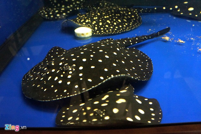 Trại sam cảnh tiền tỷ của chàng luật sư Hà thành