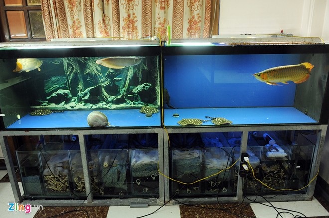 Trại sam cảnh tiền tỷ của chàng luật sư Hà thành